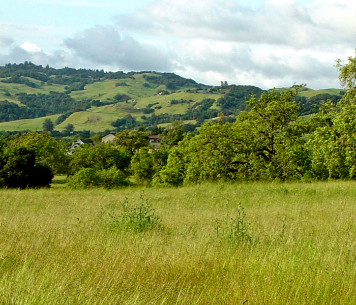 Sonoma County trees and hills
