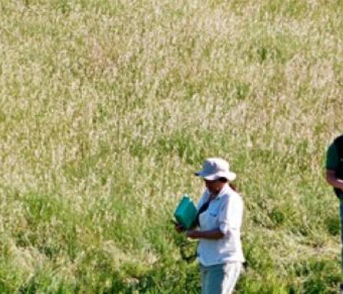 4 people walking on grassland.  One person is holding a butterfly net.