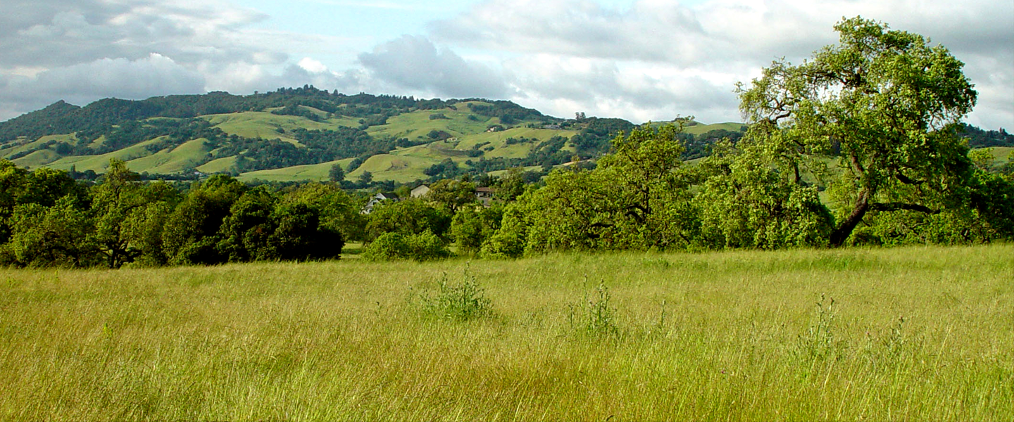 Sonoma County trees and hills