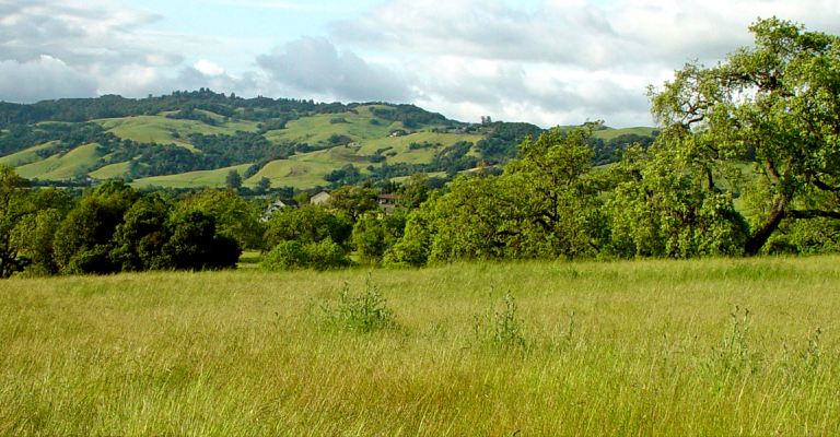 Sonoma County trees and hills