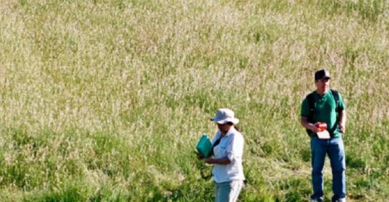 4 people walking on grassland.  One person is holding a butterfly net.