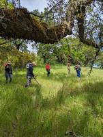 Beneath the branch of an oak tree, several students conduct metal detecting survey at the SDC cemetery